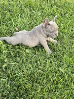 Bruno, a male French Bulldog for sale in Merced, CA – 3 of 8