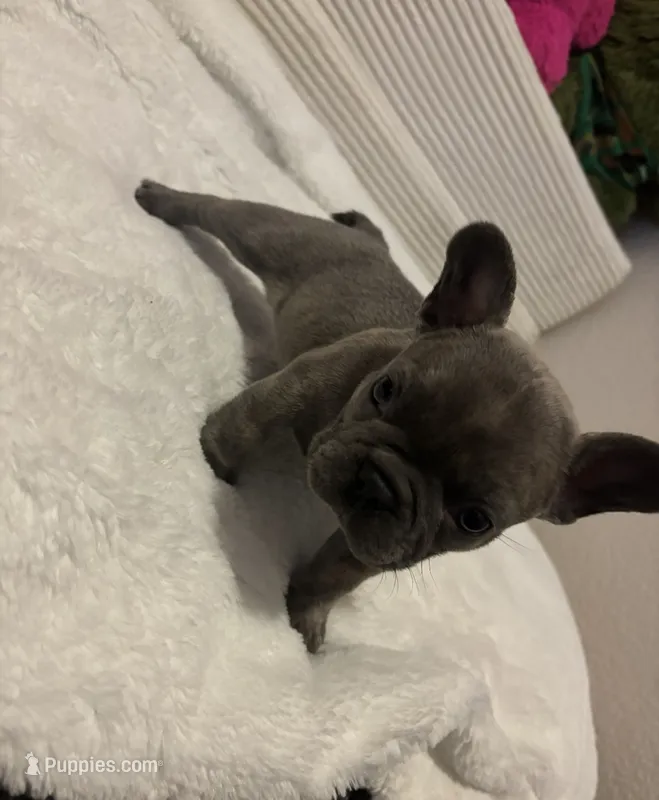 Bruno – French Bulldog puppy for sale in Merced, CA
