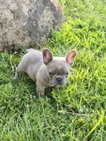Bruno, a male French Bulldog for sale in Merced, CA – 8 of 8