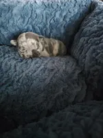 Panda, a male French Bulldog for sale in Merced, CA – Photo 3 of 3