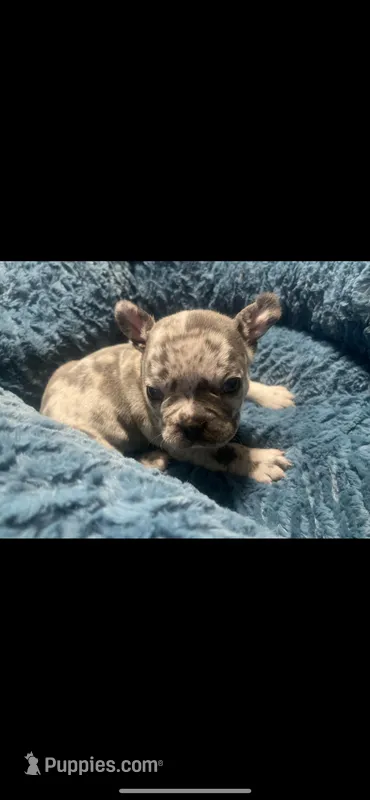 Panda – French Bulldog puppy for sale in Merced, CA