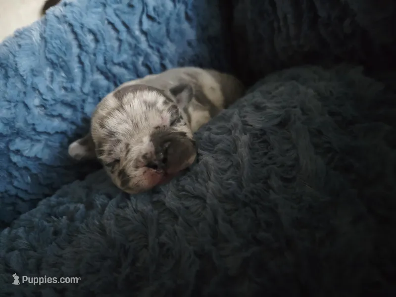 Panda – French Bulldog puppy for sale in Merced, CA