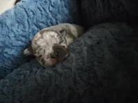 Panda, a male French Bulldog for sale in Merced, CA – Photo 2 of 3