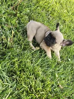 Brownie , a male French Bulldog for sale in Merced, CA – 5 of 10