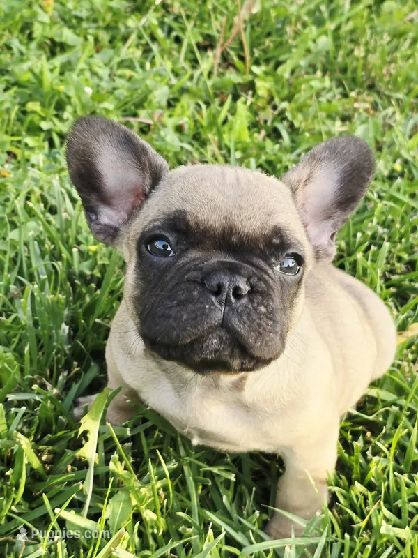 Brownie  – French Bulldog puppy for sale in Merced, CA