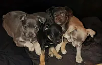 No name, a female Chihuahua for sale in Casa Grande, AZ – Photo 2 of 6