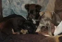 No name, a female Chihuahua for sale in Casa Grande, AZ – Photo 3 of 6