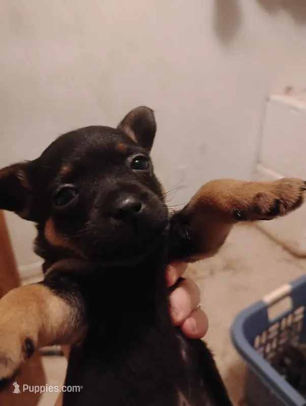 No name – Chihuahua puppy for sale in Casa Grande, AZ