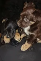 No name, a female Chihuahua for sale in Casa Grande, AZ – Photo 6 of 6
