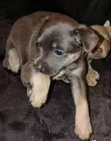 No name, a female Chihuahua for sale in Casa Grande, AZ – Photo 5 of 6