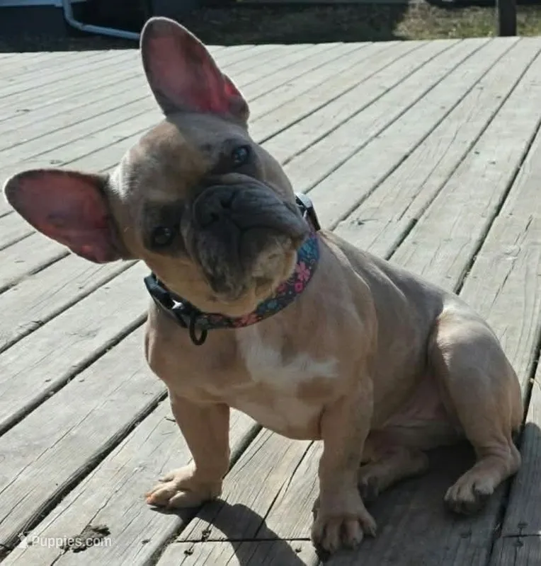Azzara – French Bulldog puppy for sale in Hayward, WI