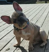 Azzara, a female French Bulldog for sale in Hayward, WI – 1 of 3