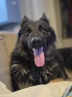 Koda, a male German Shepherd Dog for sale in Hayward, WI – 2 of 7