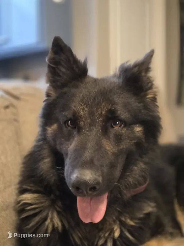 Koda – German Shepherd Dog puppy for sale in Hayward, WI
