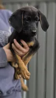 Dory, a female German Shepherd Dog and Bloodhound for sale in Ashland, WI – 2 of 2