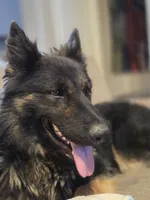 Koda, a male German Shepherd Dog for sale in Hayward, WI – 3 of 7