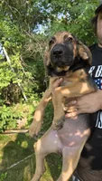 Nemo *reduced*, a female German Shepherd Dog and Bloodhound for sale in Hayward, WI – 3 of 3