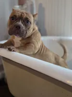 Paj, a female American Pit Bull Terrier for sale in Hayward, WI – 3 of 4