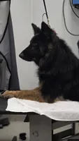 Koda, a male German Shepherd Dog for sale in Hayward, WI – 5 of 7