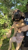 Nemo *reduced*, a female German Shepherd Dog and Bloodhound for sale in Hayward, WI – 2 of 3