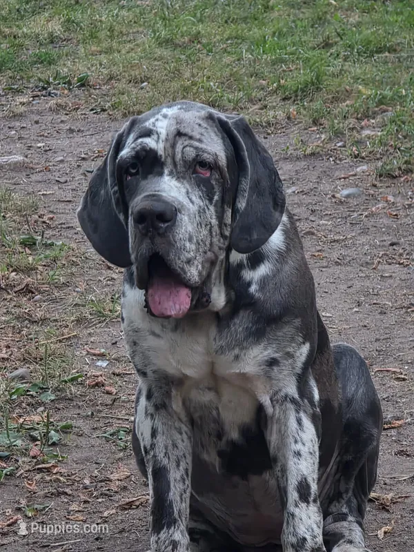 Lea lea – Neapolitan Mastiff puppy for sale in Hayward, WI