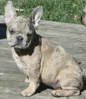 Taz, a male French Bulldog for sale in Hayward, WI – 2 of 2