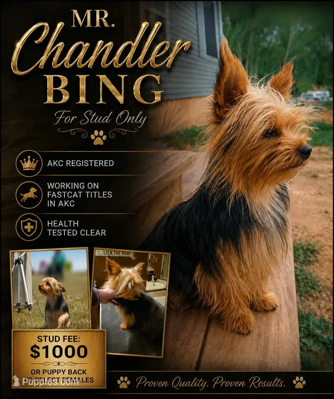 Get on the list  – Yorkshire Terrier, Poodle - Toy  puppy for sale in Hayward, WI