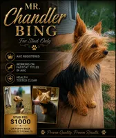 Get on the list , a  Yorkshire Terrier and Poodle - Toy  for sale in Hayward, WI – 1 of 1