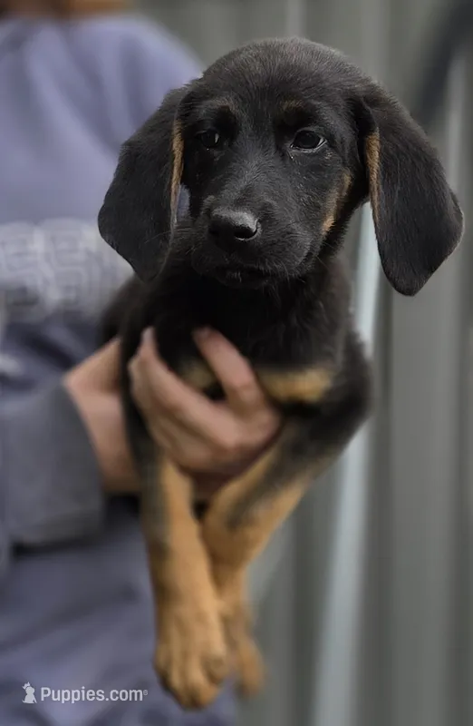 Dory – German Shepherd Dog, Bloodhound puppy for sale in Ashland, WI