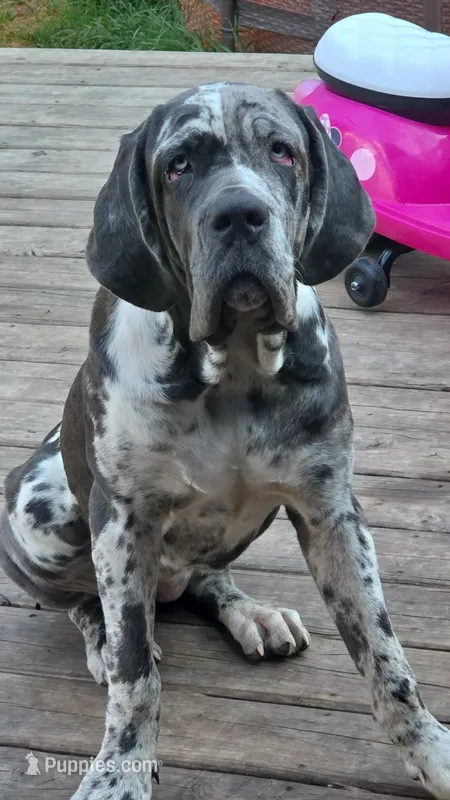 Possi – Neapolitan Mastiff puppy for sale in Hayward, WI