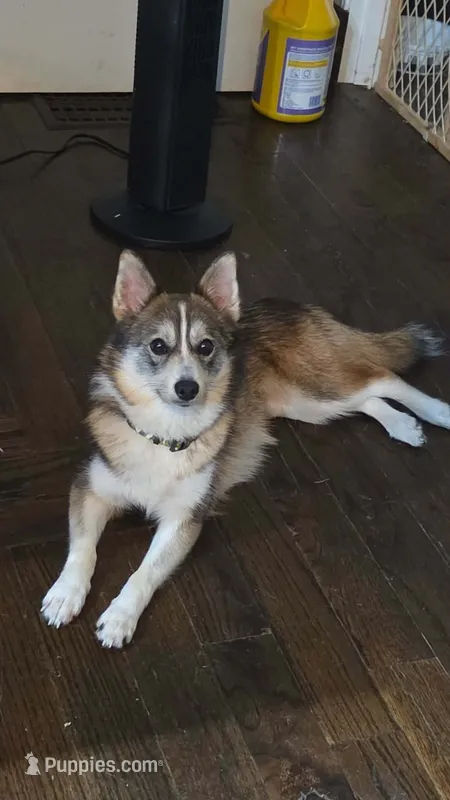 Scarlett  – Pomsky puppy for sale in Ashland, WI