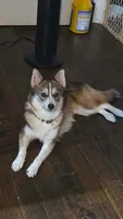 Scarlett , a female Pomsky for sale in Ashland, WI – 1 of 5