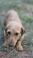 Dexter *Trade*, a male Miniature Dachshund for sale in Hayward, WI – 3 of 5