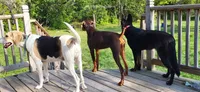 Lilly, a female Doberman Pinscher for sale in Hayward, WI – 2 of 2