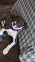 Ethan , a male American Leopard Hound and Whippet for sale in Hayward, WI – 3 of 5