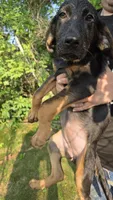 Dory ☆Reduced ☆, a female German Shepherd Dog and Bloodhound for sale in Hayward, WI – 3 of 3