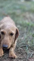 Dexter *Trade*, a male Miniature Dachshund for sale in Hayward, WI – 2 of 5