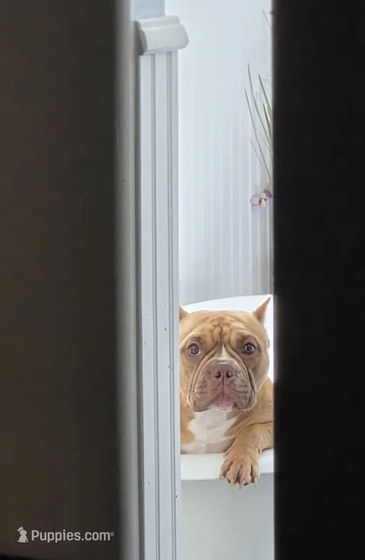 Paj – American Pit Bull Terrier puppy for sale in Hayward, WI
