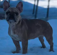 Azzara, a female French Bulldog for sale in Hayward, WI – 2 of 3