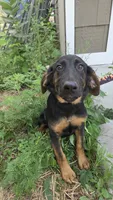 Dory, a female German Shepherd Dog and Bloodhound for sale in Hayward, WI – 2 of 3