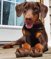 Lilly, a female Doberman Pinscher for sale in Hayward, WI – 1 of 2