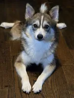 Scarlett , a female Pomsky for sale in Ashland, WI – 4 of 5