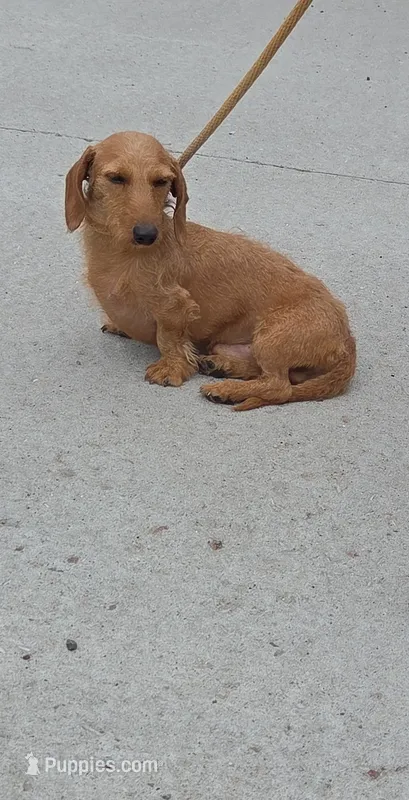 Dexter *Trade* – Miniature Dachshund puppy for sale in Hayward, WI