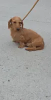 Dexter *Trade*, a male Miniature Dachshund for sale in Hayward, WI – 1 of 5