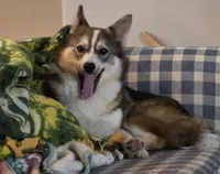 Scarlett , a female Pomsky for sale in Ashland, WI – 3 of 5