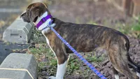 Ethan , a male American Leopard Hound and Whippet for sale in Hayward, WI – 5 of 5