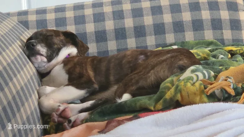 Ethan  – American Leopard Hound, Whippet puppy for sale in Hayward, WI