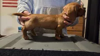 Male doxie , a male Miniature Dachshund for sale in Hayward, WI – 2 of 2