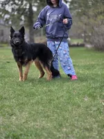 Koda, a male German Shepherd Dog for sale in Hayward, WI – 7 of 7