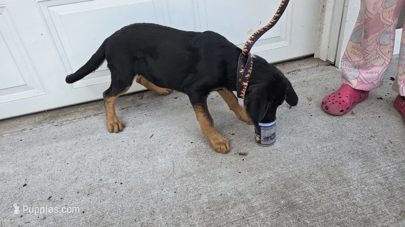 Dory – German Shepherd Dog, Bloodhound puppy for sale in Hayward, WI